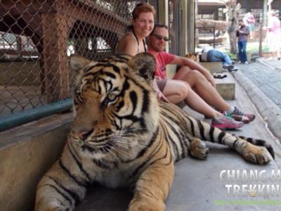 Tiger Kingdom, Orchid & Butterfly Farm | Chiang Mai Trekking | The best trekking in Chiang Mai with Piroon Nantaya